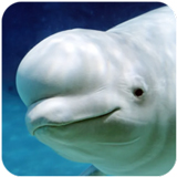 The Beluga Whale白鲸模拟器手机版下载最新版v1.0.1官方版